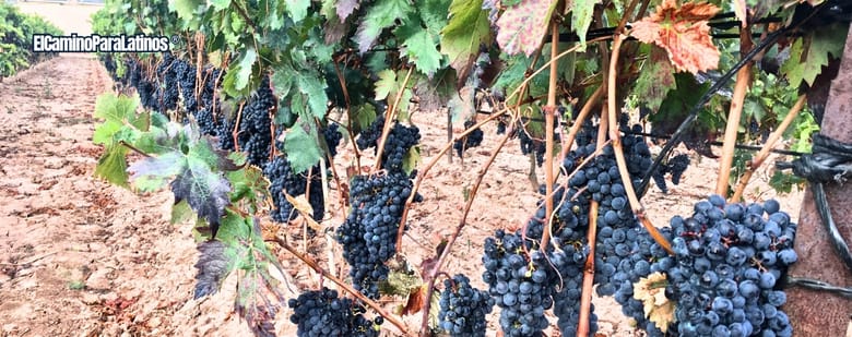 El Vino en el Camino - viñedos